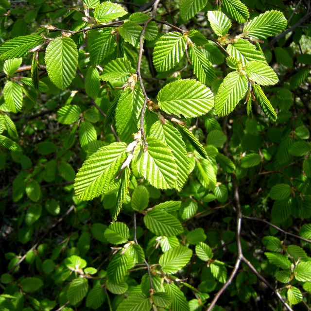 Саженцы лиственных деревьев саженцы