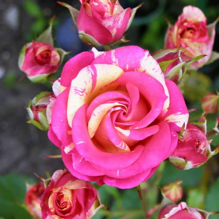 Розы Бигуди