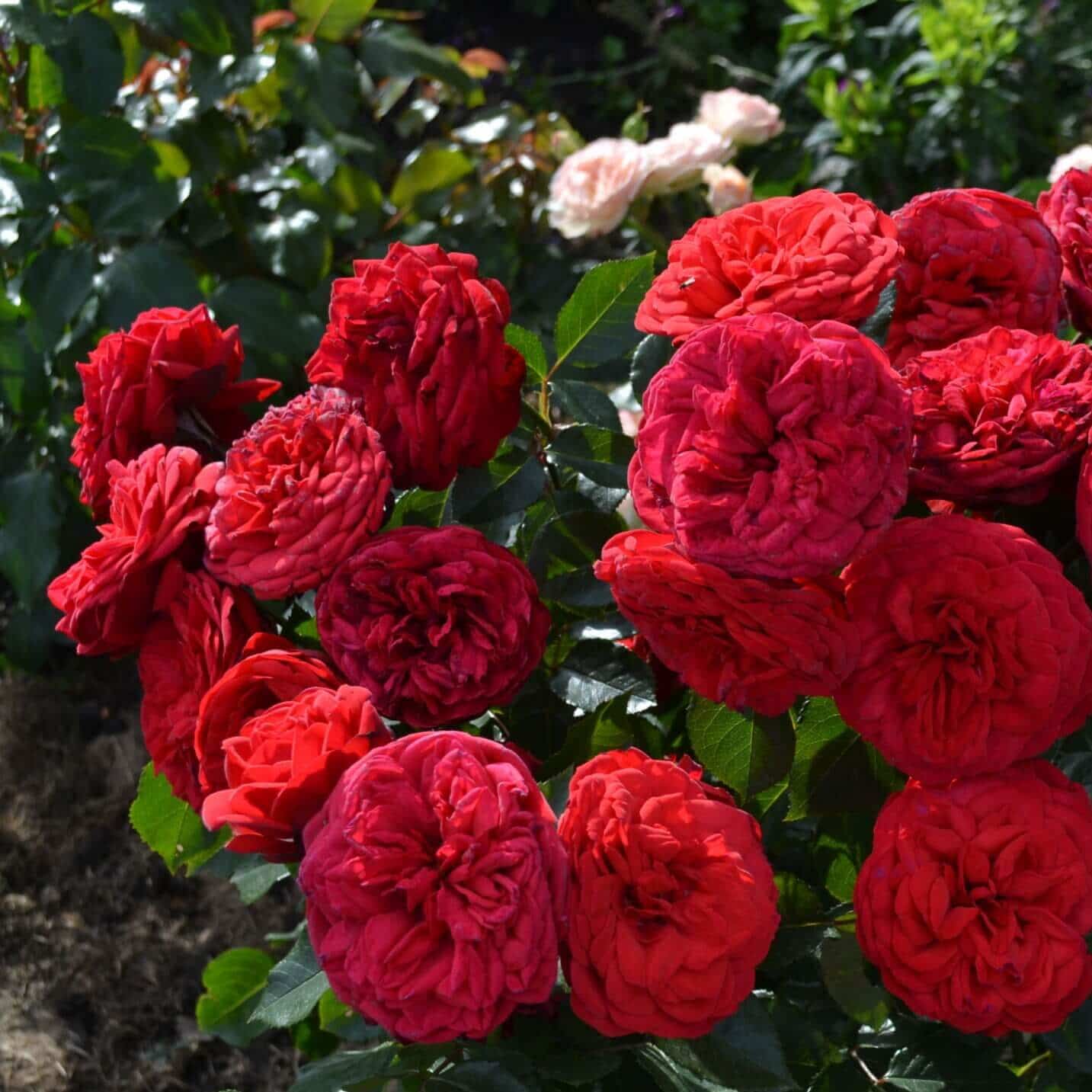 Розы Пиано