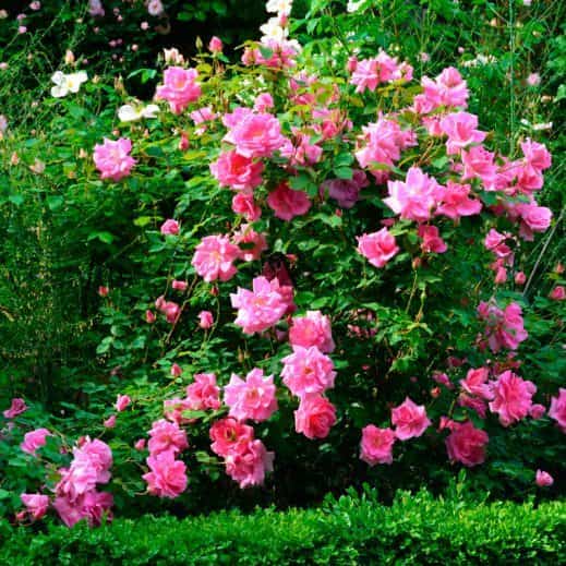 Парковые розы саженцы