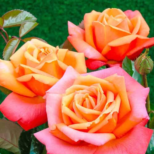 Розы Чайно-гибридные саженцы