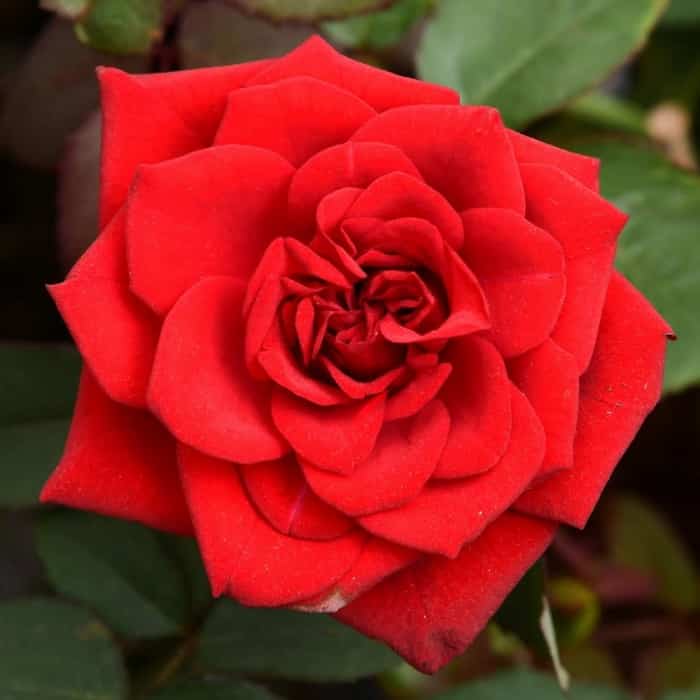 Розы Валентина