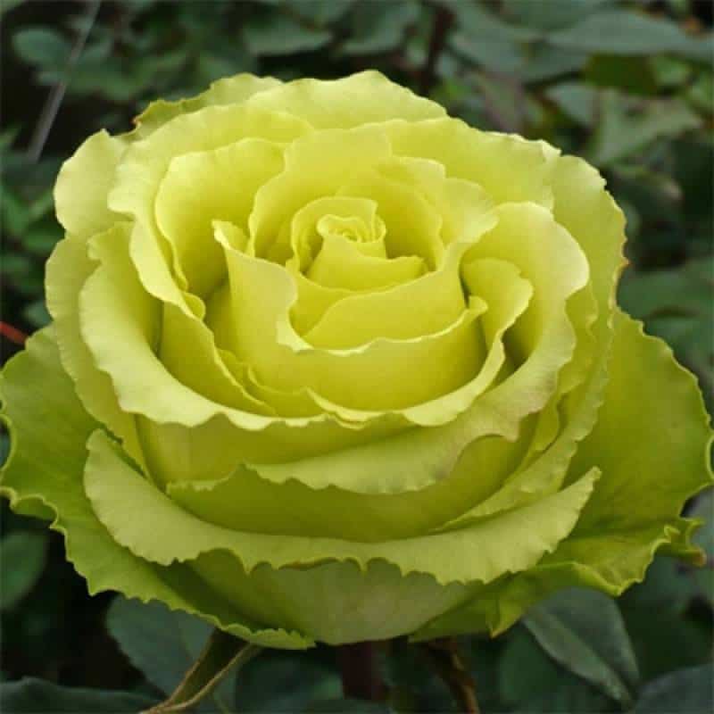 Розы Лимбо