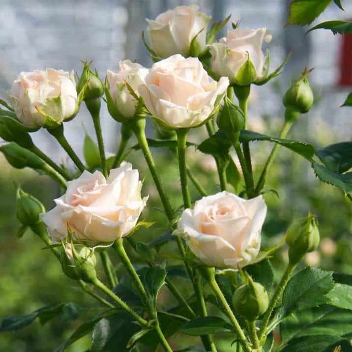 Розы Яна