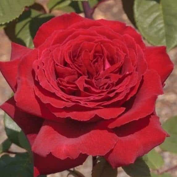 Розы Ботеро