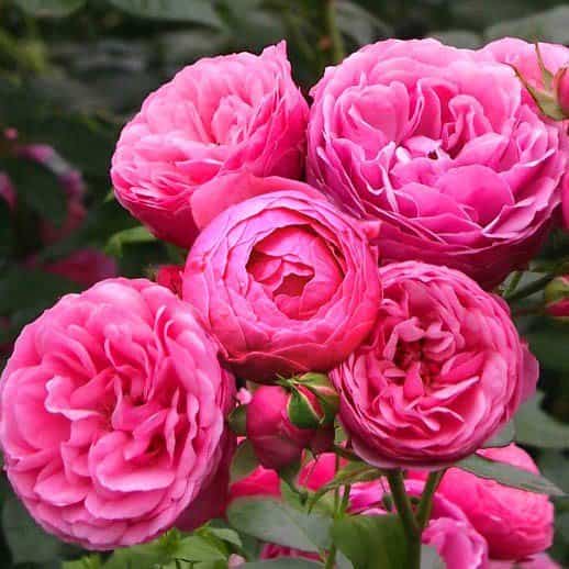Розы Помпонелла