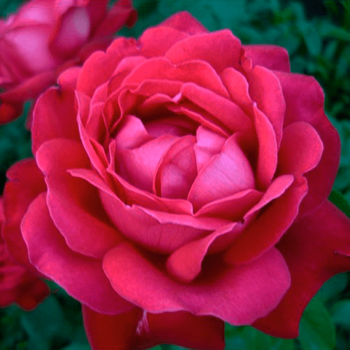 Розы Дам Де Кер