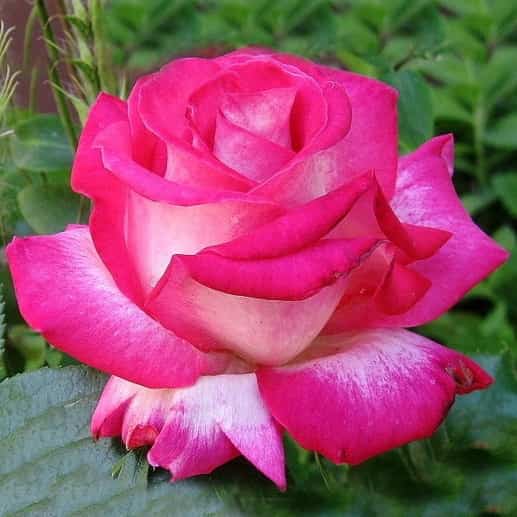 Розы Роз Гожар