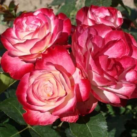 Розы Юбилей Принца Монако