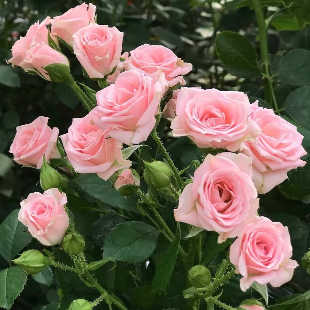 Розы Лидия
