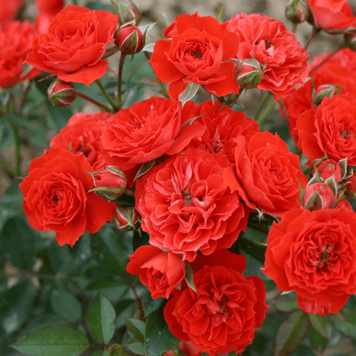 Розы Оранж Джевел