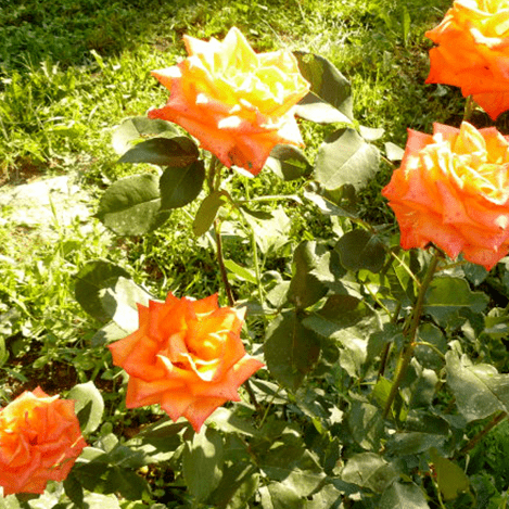 Розы Миракл