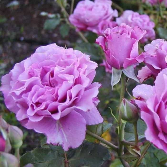 Розы Дойче Велле