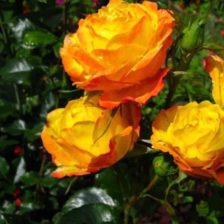 Розы Румба