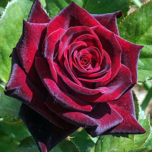 Розы Чёрная магия