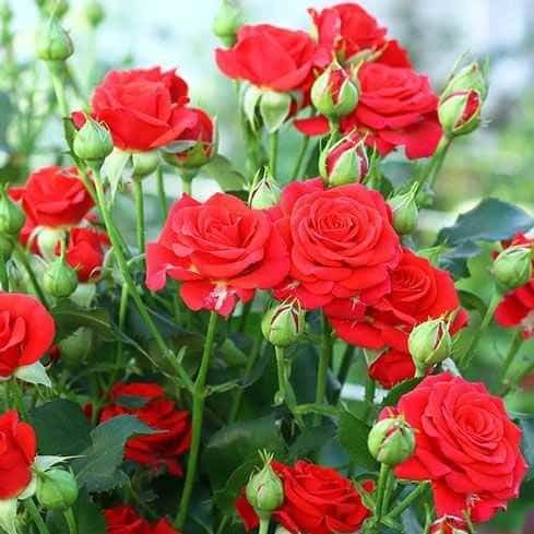 Розы Капелька Красная