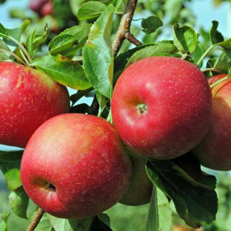 выбор саженцев яблони